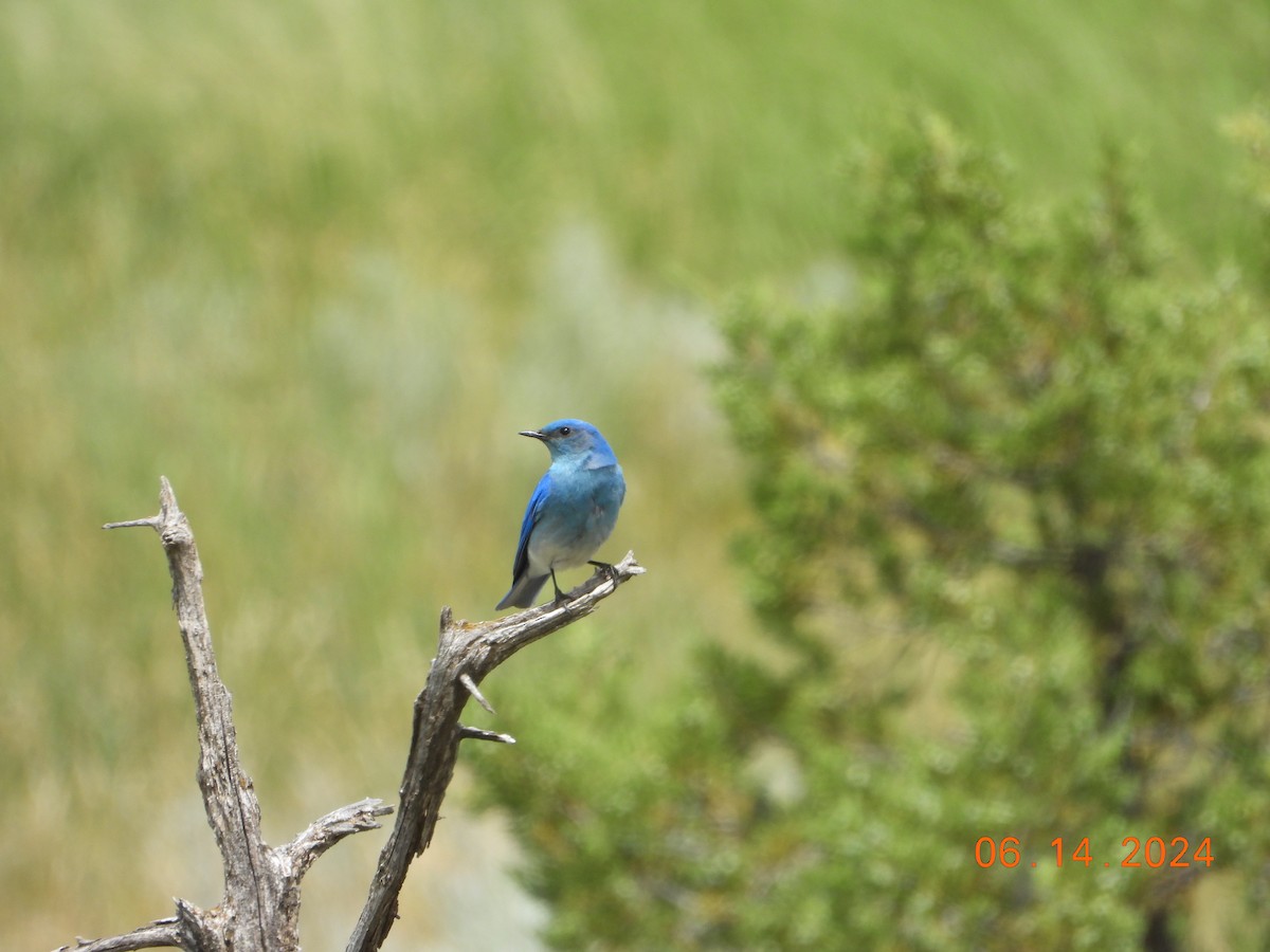 Mountain Bluebird - Bob Anderson