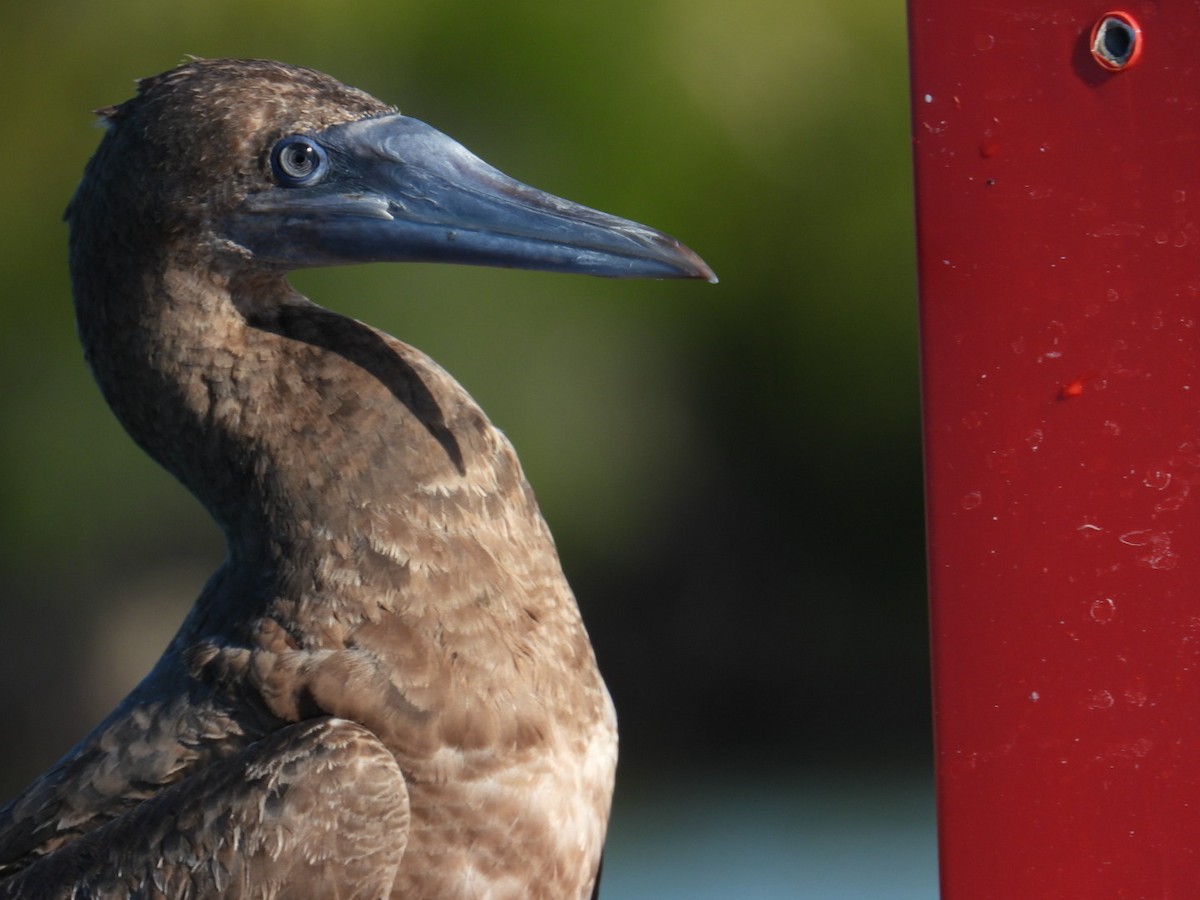 Brown Booby - ML621032523