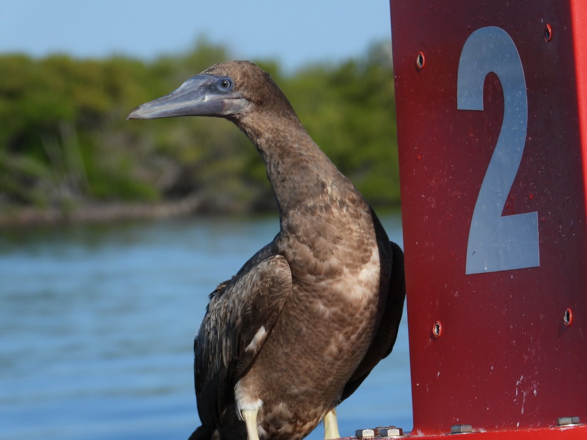 Brown Booby - ML621032524