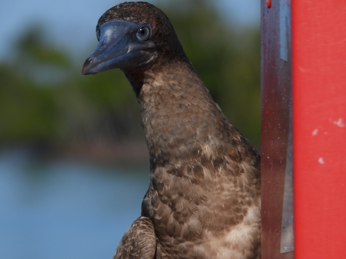 Brown Booby - ML621032525