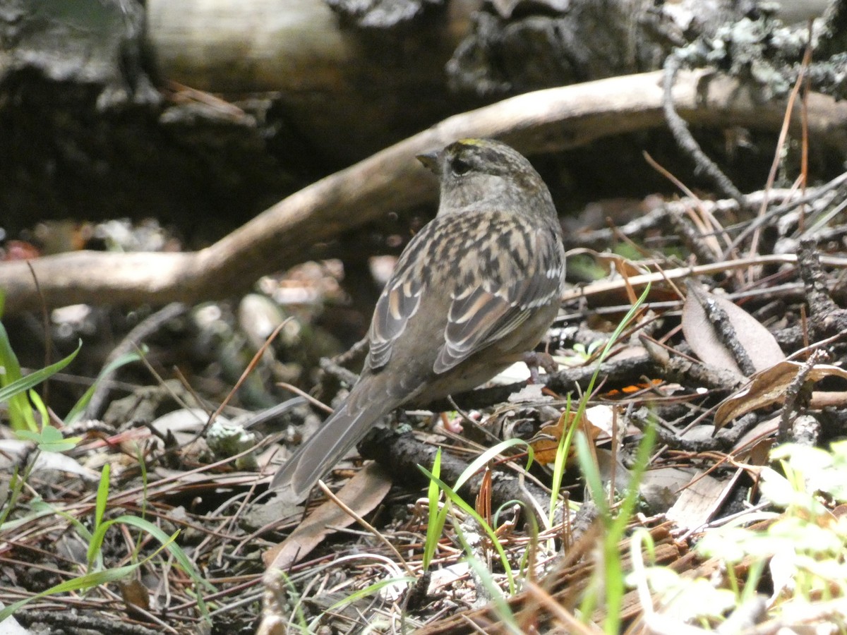 Golden-crowned Sparrow - ML621032586