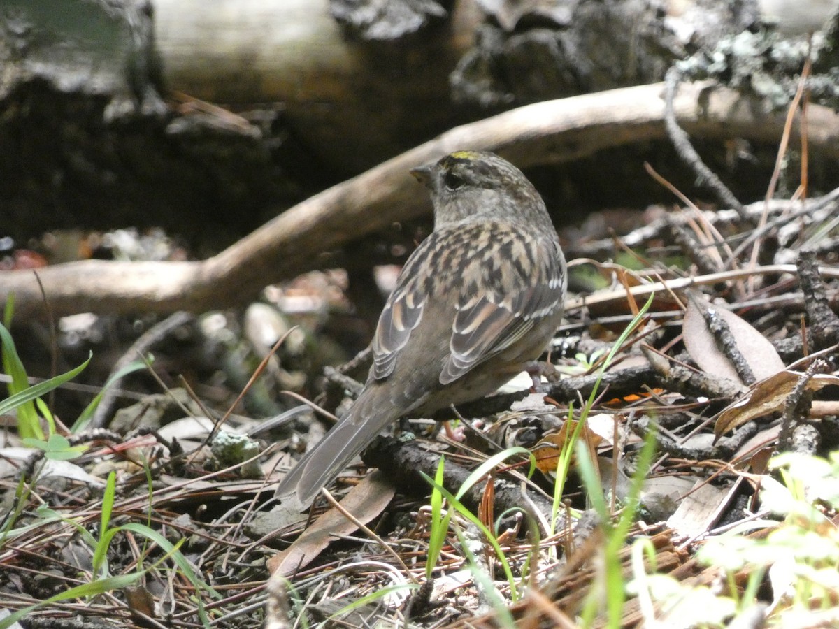Golden-crowned Sparrow - ML621032587