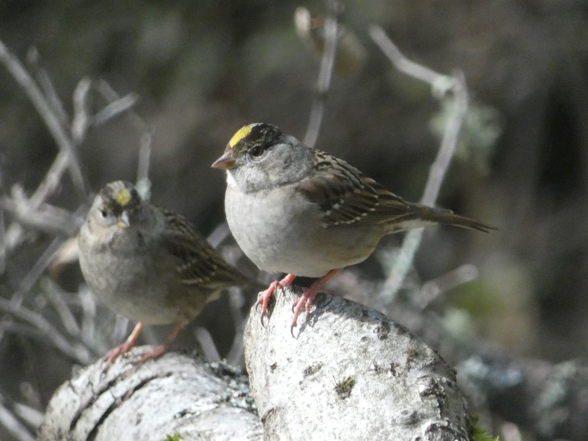 Golden-crowned Sparrow - ML621032589