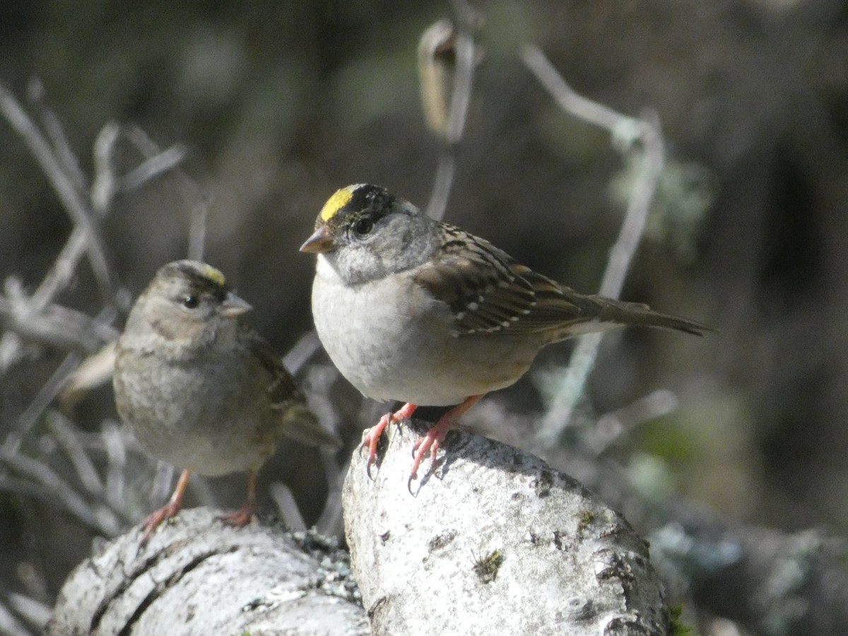 Golden-crowned Sparrow - S & V C