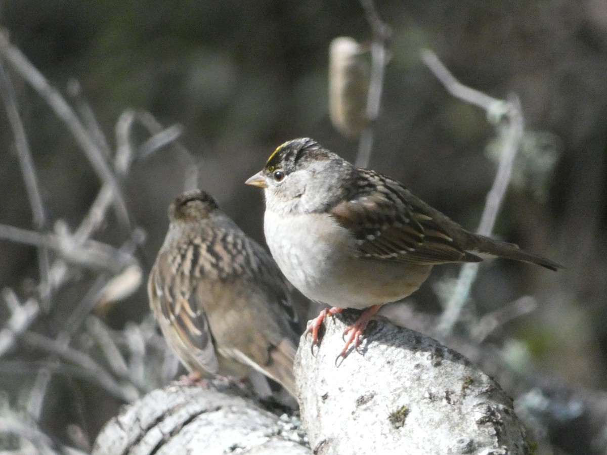 Golden-crowned Sparrow - ML621032592