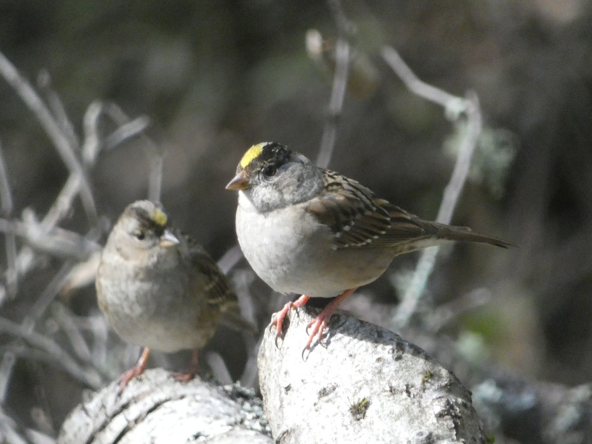 Golden-crowned Sparrow - ML621032593