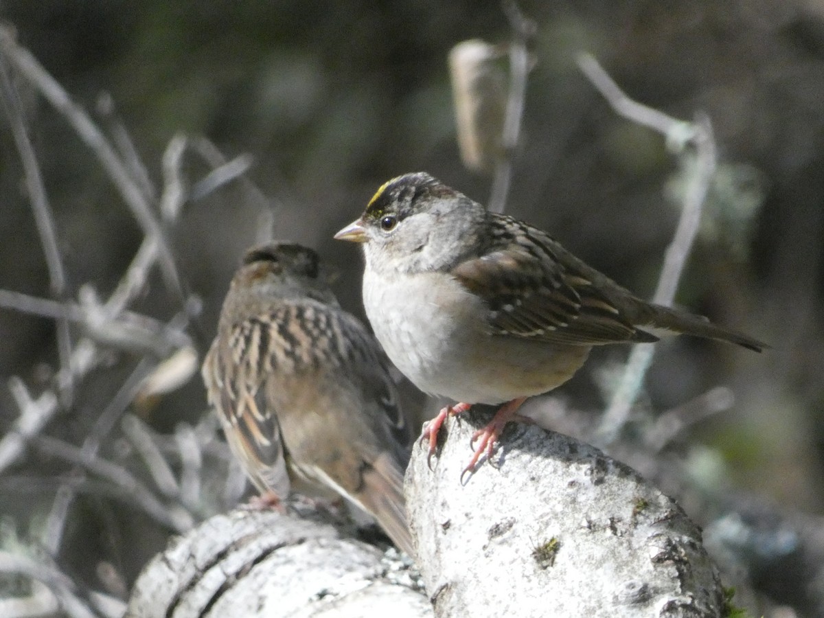 Golden-crowned Sparrow - ML621032594