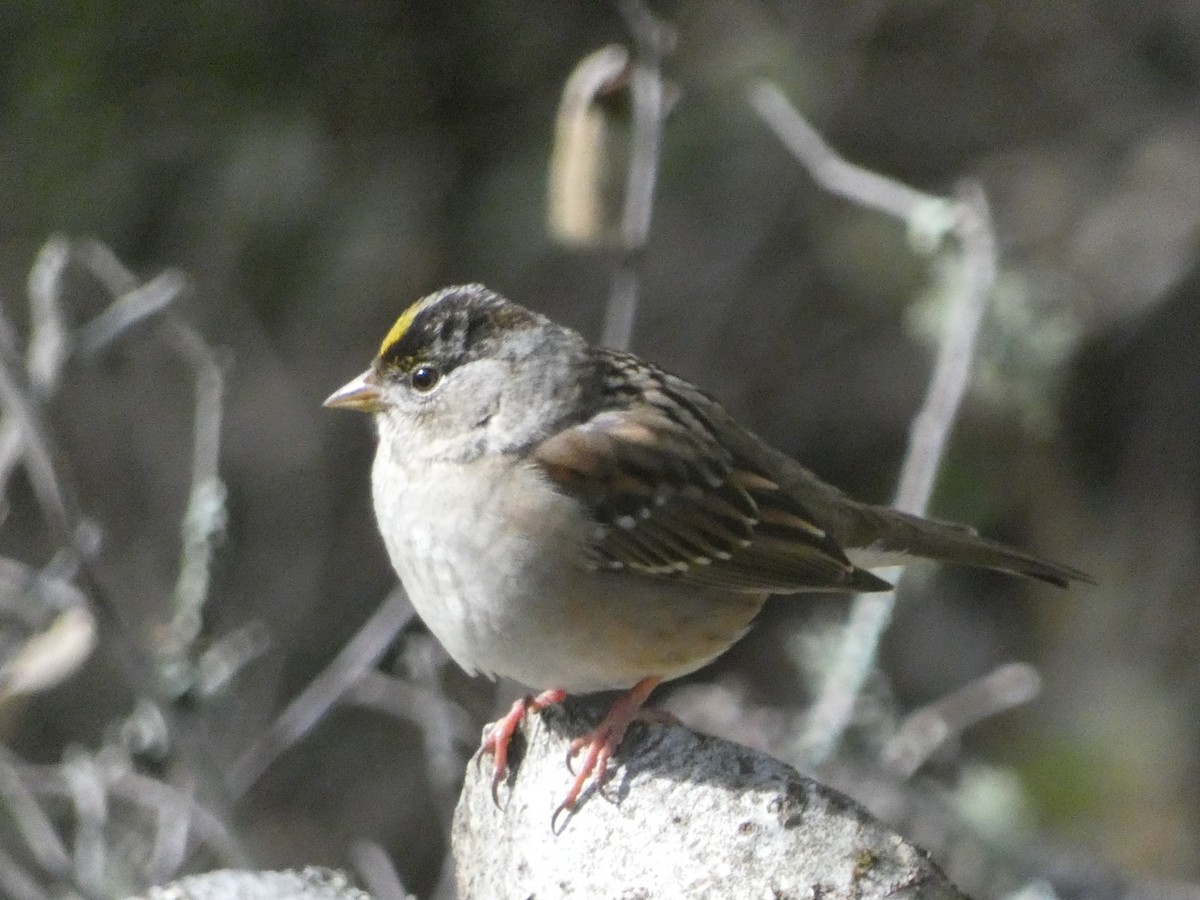 Golden-crowned Sparrow - S & V C