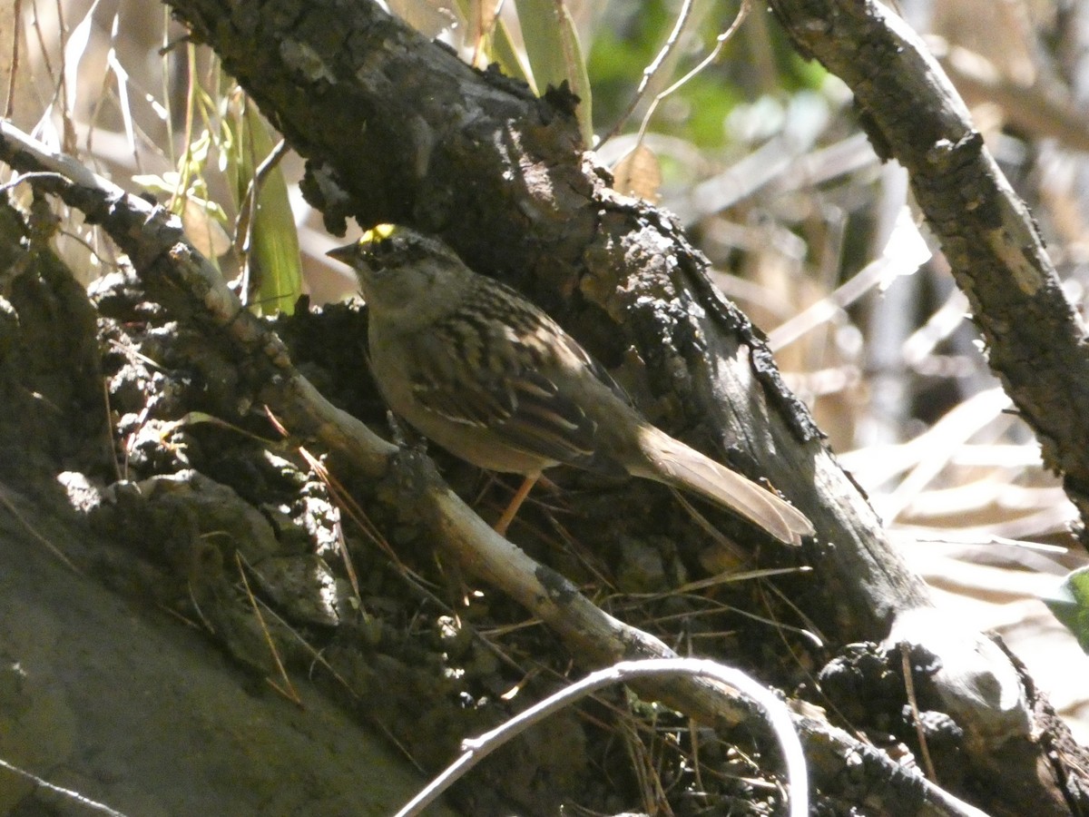 Golden-crowned Sparrow - ML621032596