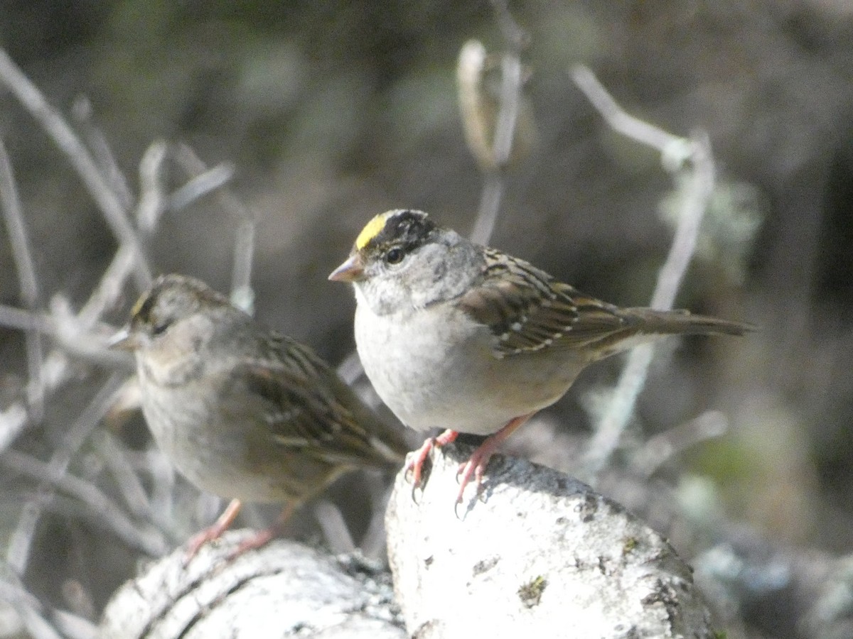 Golden-crowned Sparrow - ML621032597