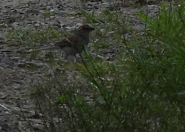 Chipping Sparrow - ML621032602
