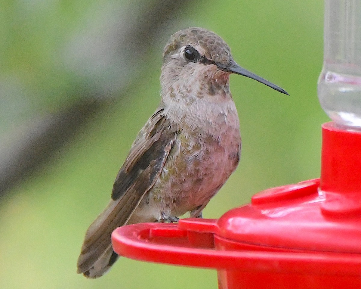 Anna's Hummingbird - ML621032607