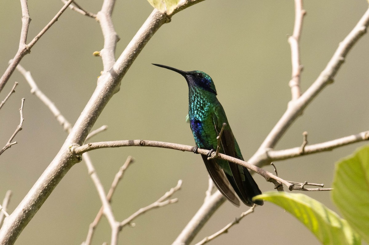 Sparkling Violetear - Tom Lam