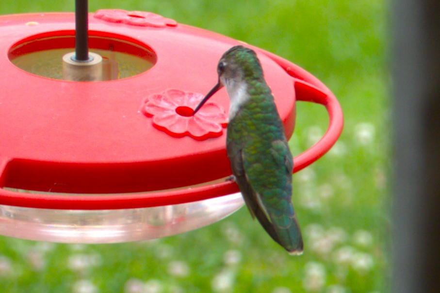 Ruby-throated Hummingbird - ML621032671