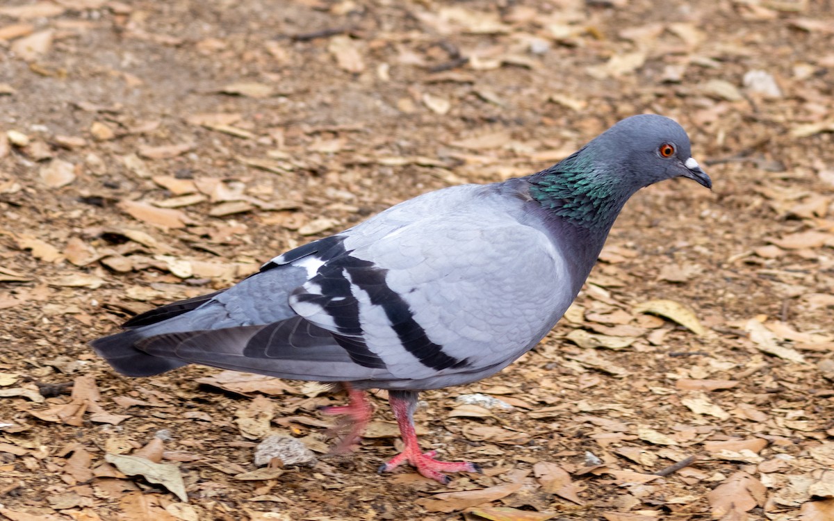 Pigeon biset (forme domestique) - ML621032712