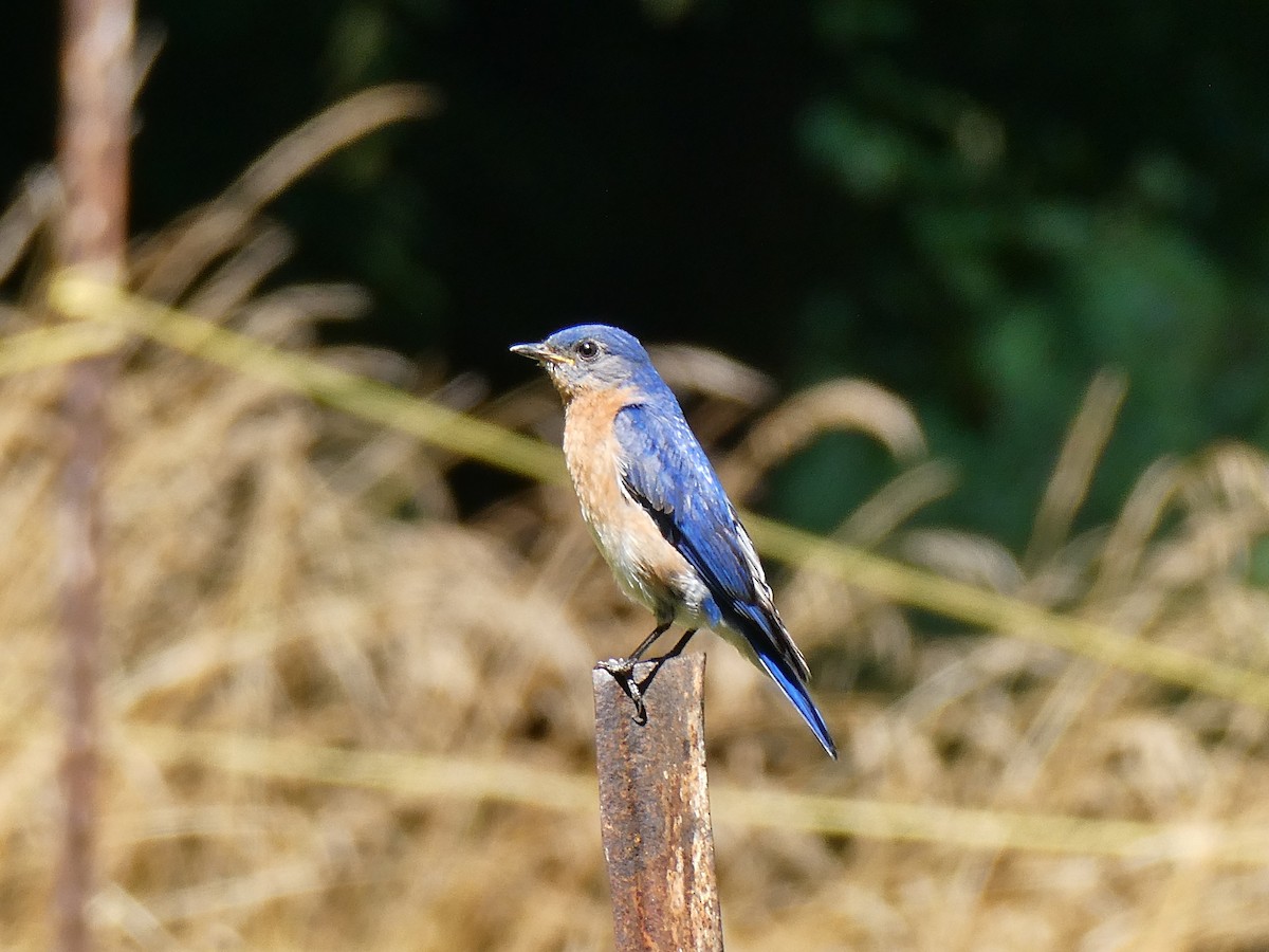 Eastern Bluebird - ML621032720