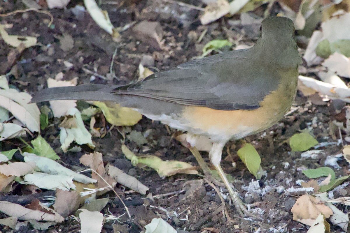 African Thrush - ML621032741