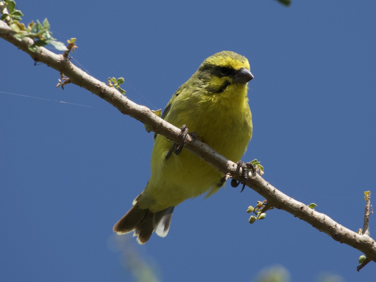 Yellow-fronted Canary - ML621032760