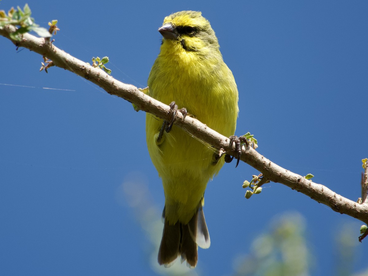 Yellow-fronted Canary - ML621032761
