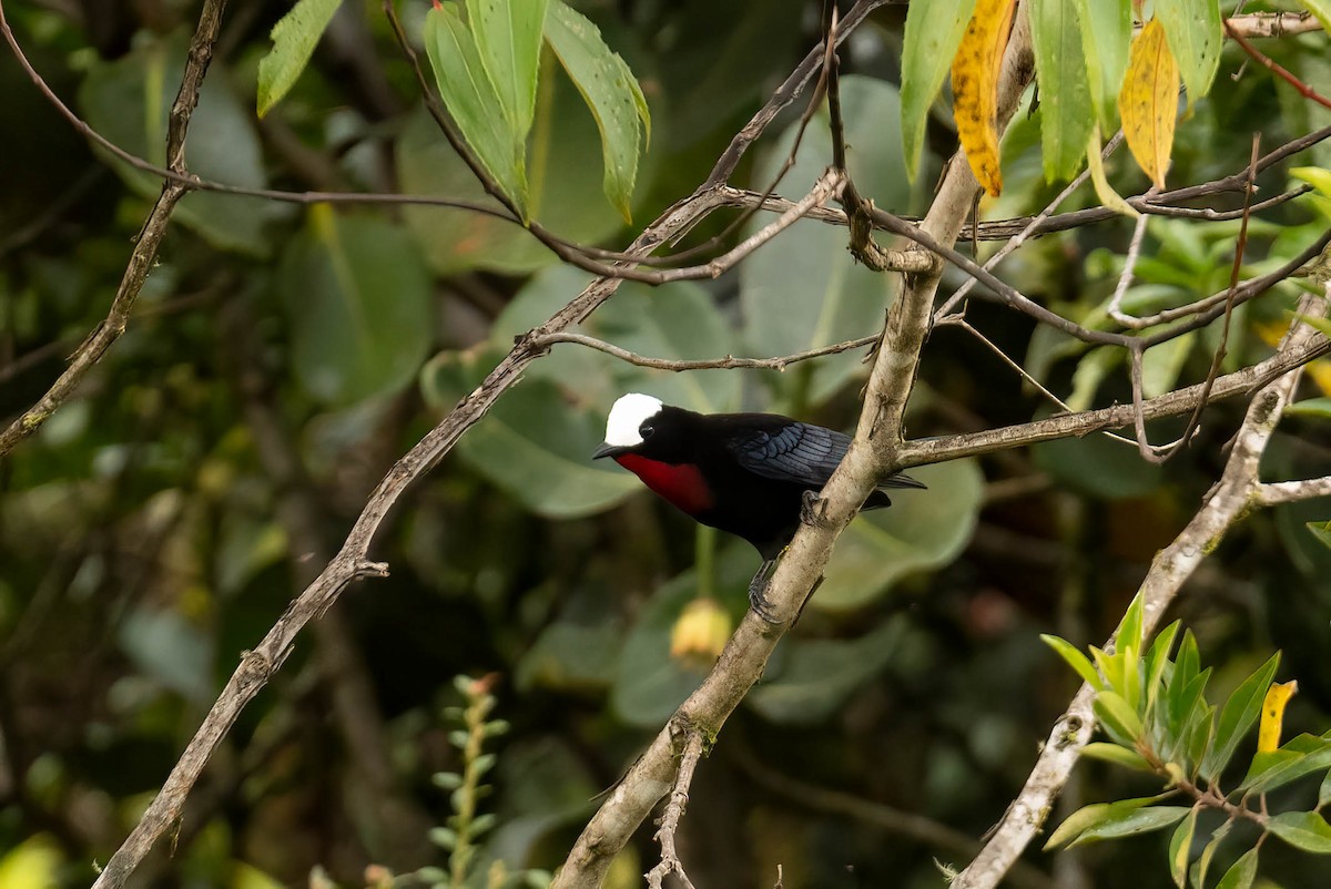 White-capped Tanager - ML621032766