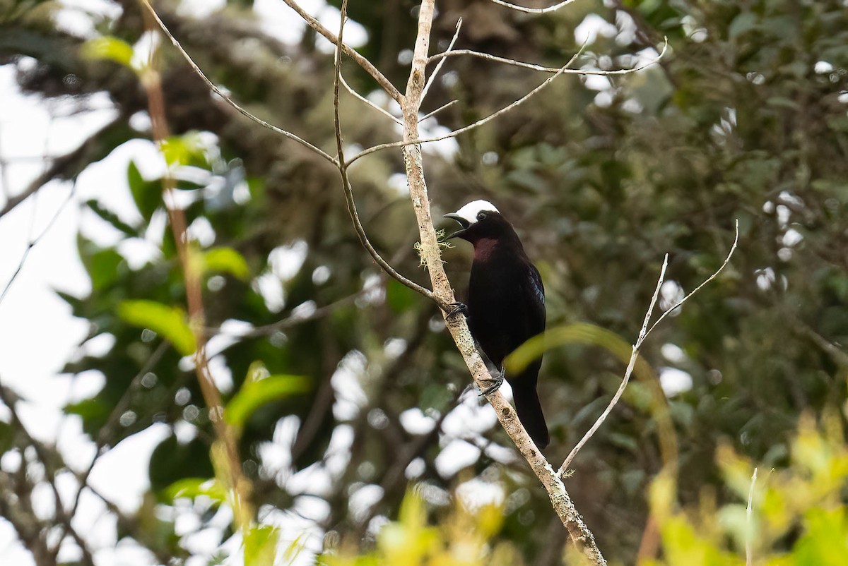 White-capped Tanager - Tom Lam