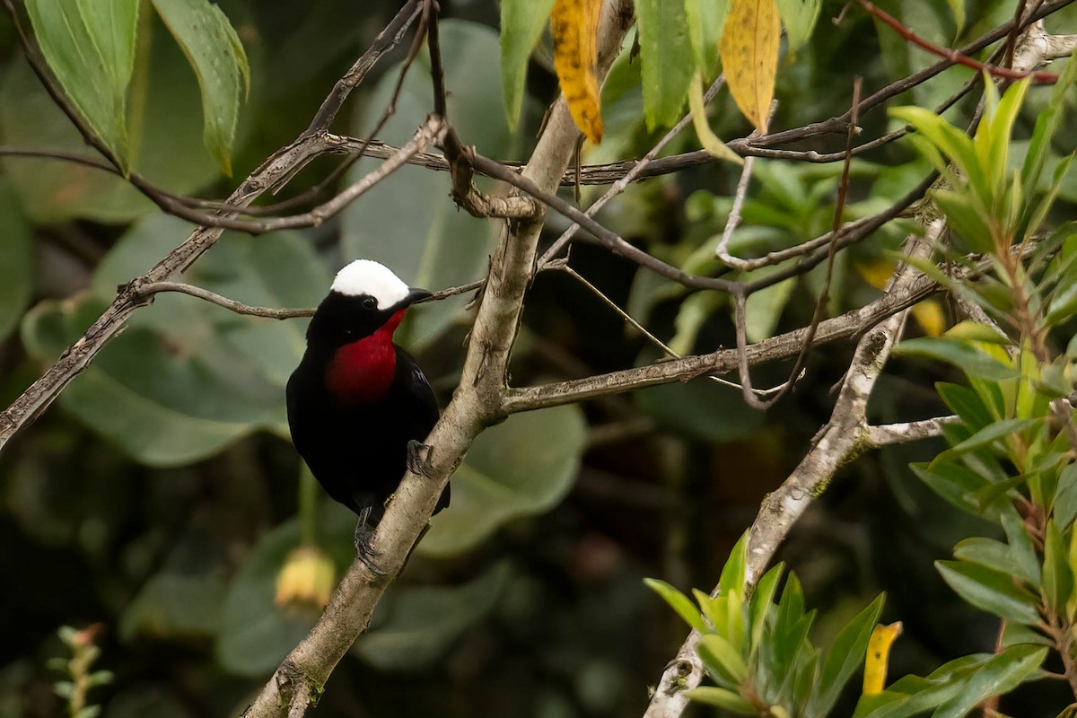 White-capped Tanager - ML621032770