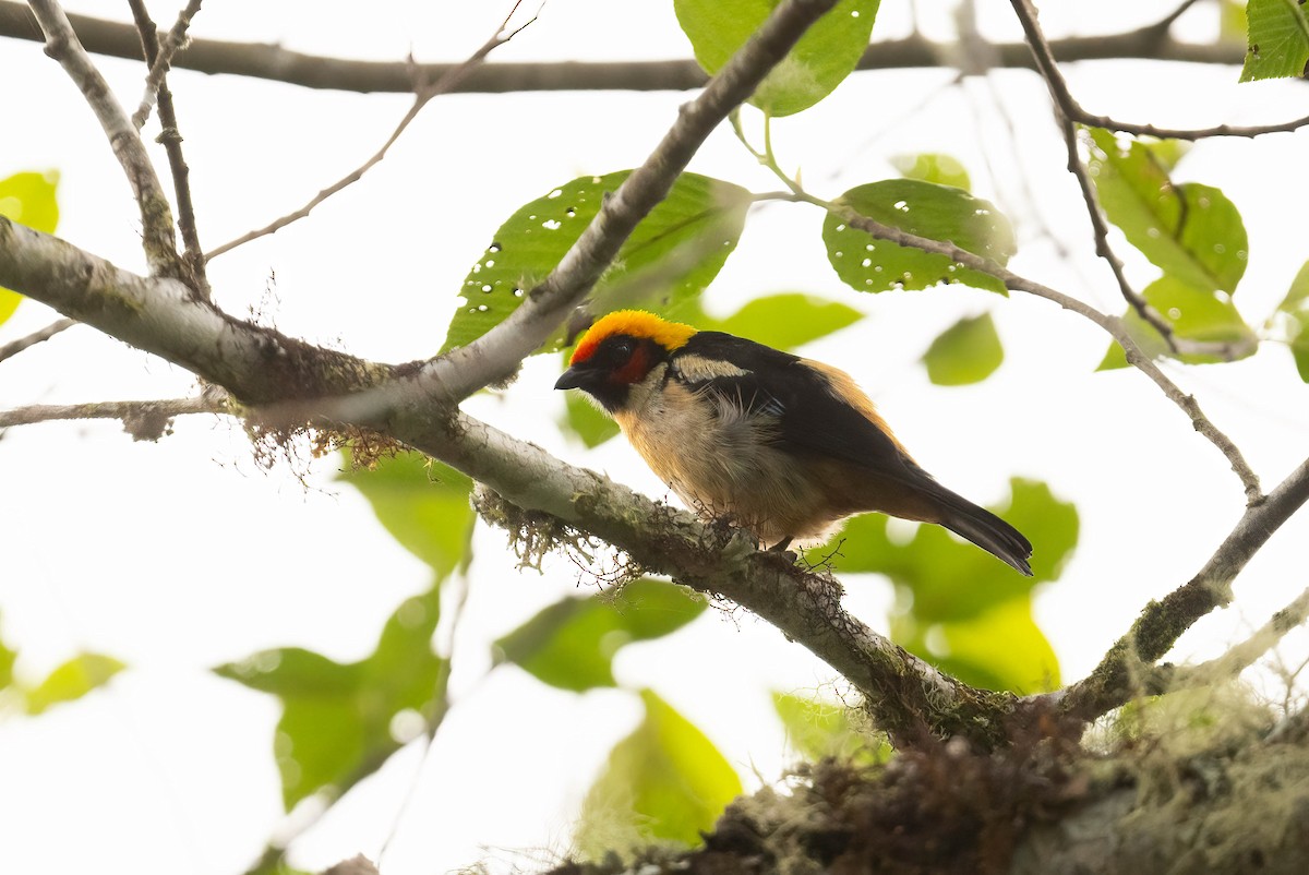 Flame-faced Tanager - ML621032776