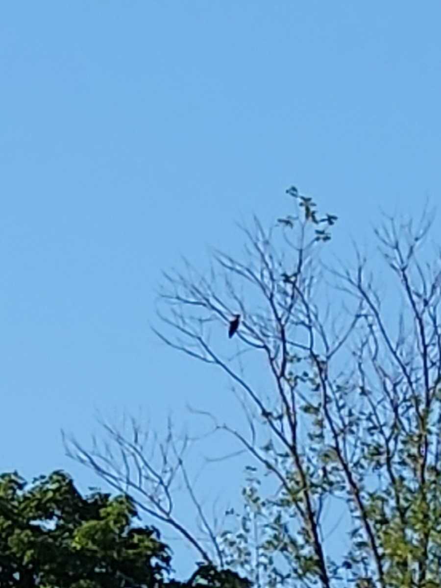Pileated Woodpecker - ML621032783