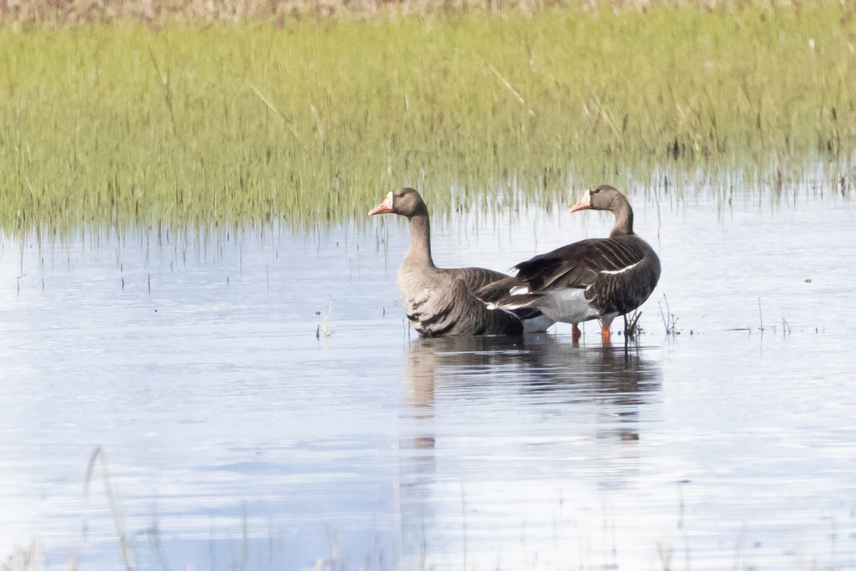 Greater White-fronted Goose - ML621032802