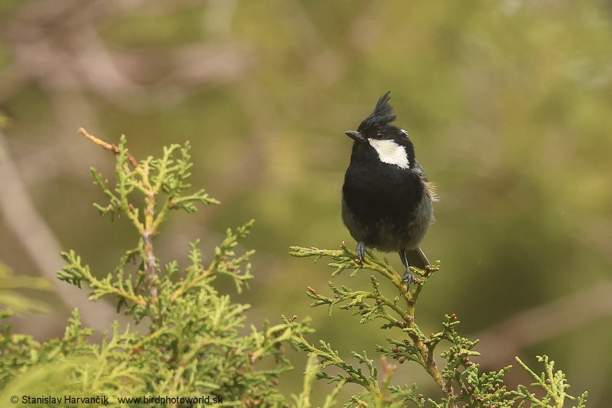 Rufous-naped Tit - ML621032812