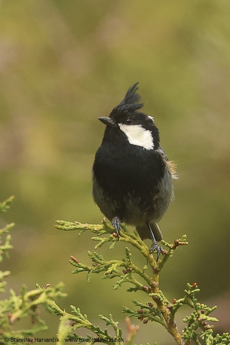 Rufous-naped Tit - ML621032813