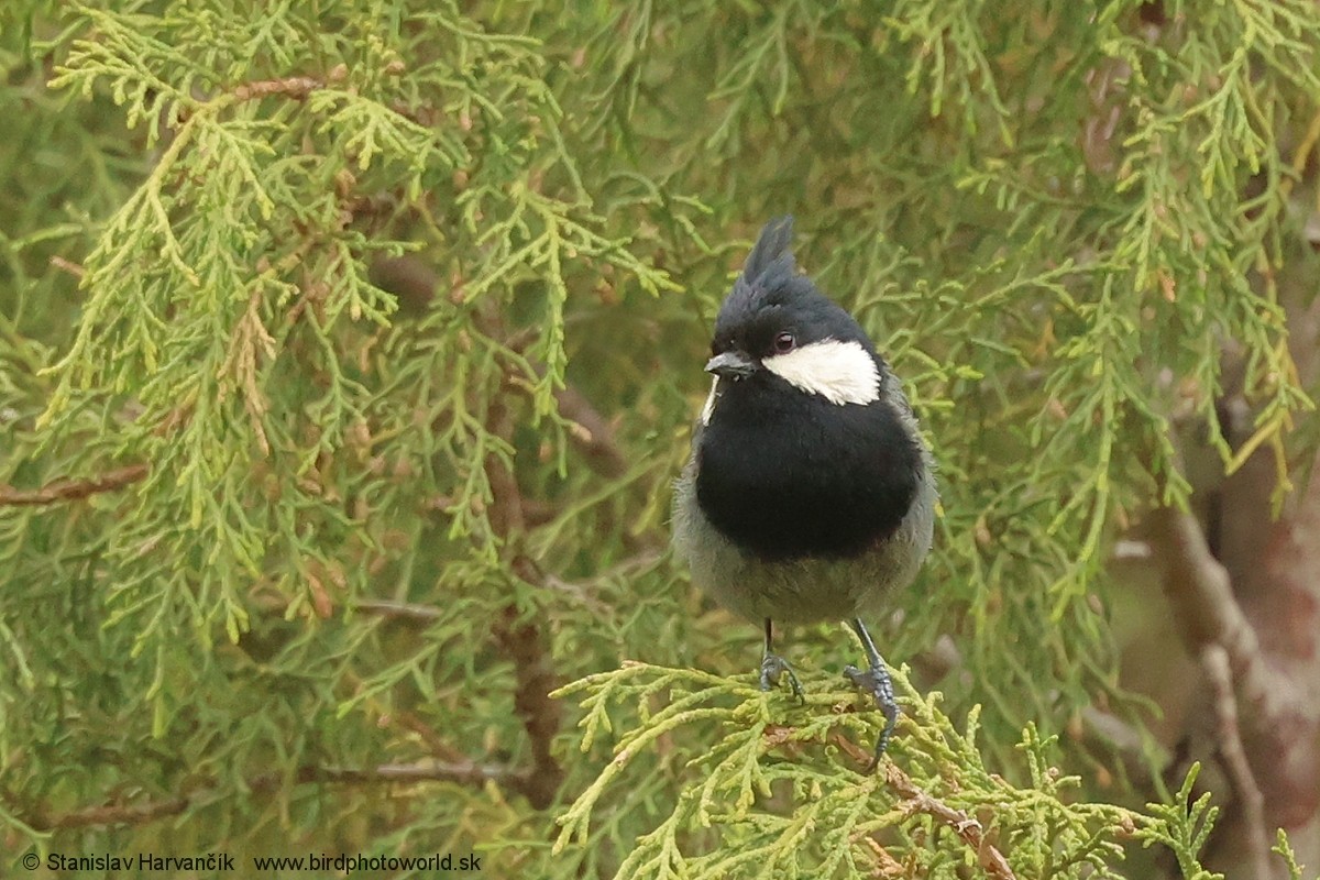 Rufous-naped Tit - ML621032814