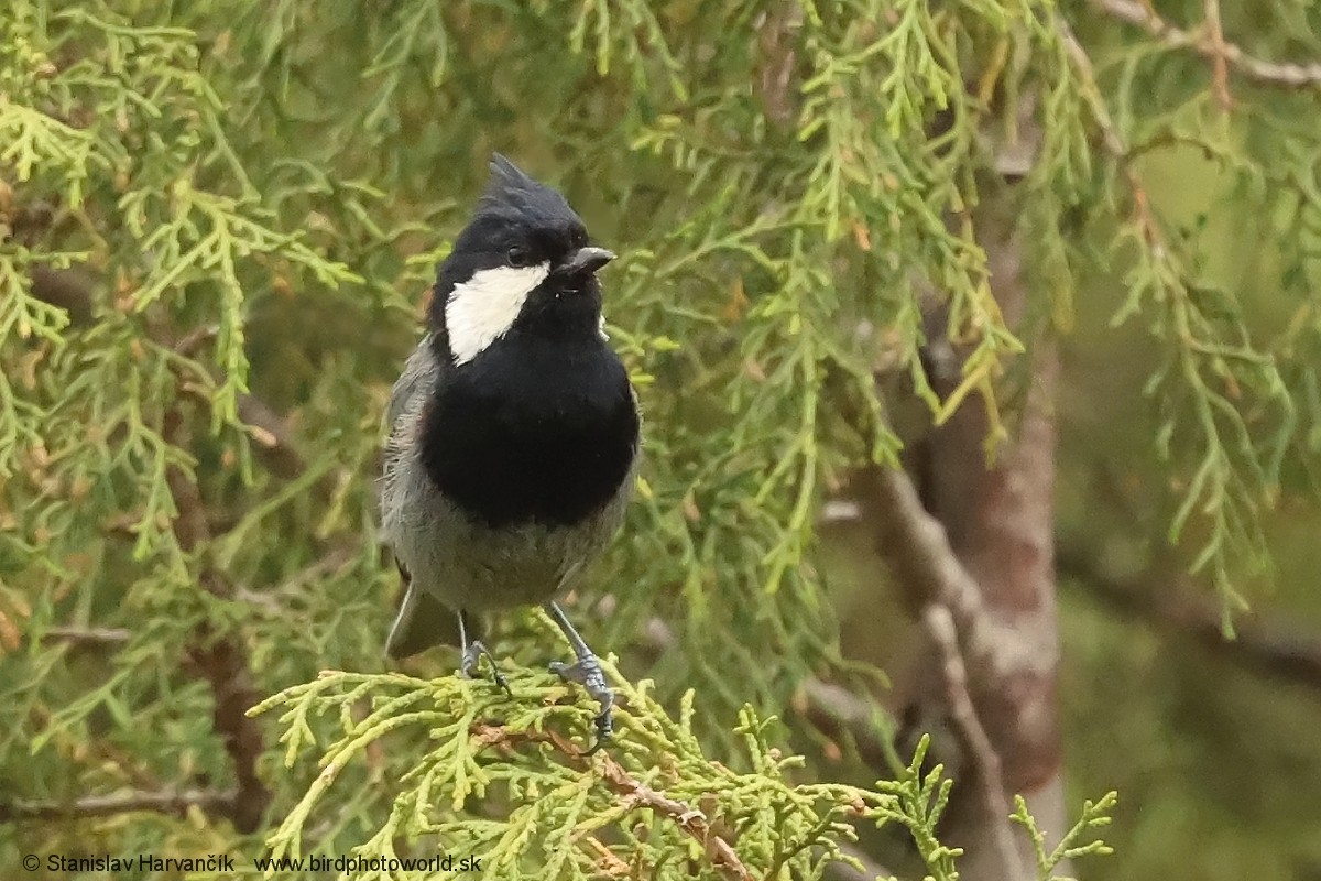 Rufous-naped Tit - ML621032815