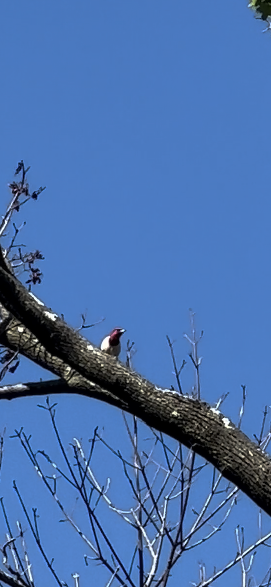 Red-headed Woodpecker - ML621032846