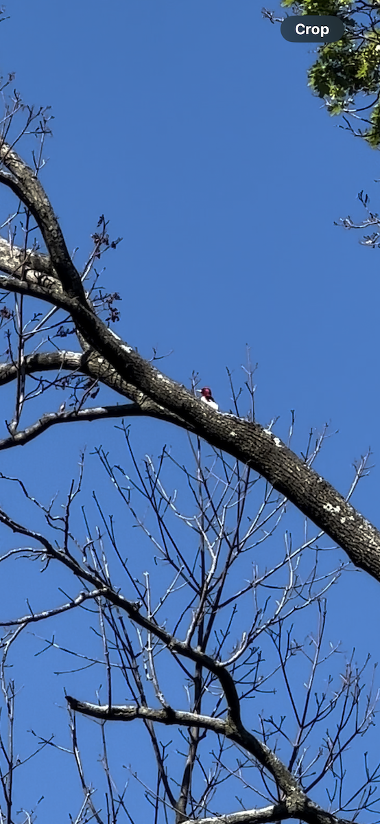 Red-headed Woodpecker - ML621032847