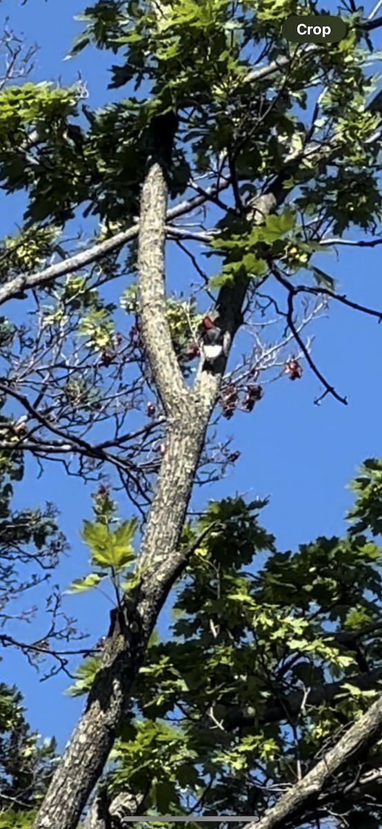 Red-headed Woodpecker - ML621032848