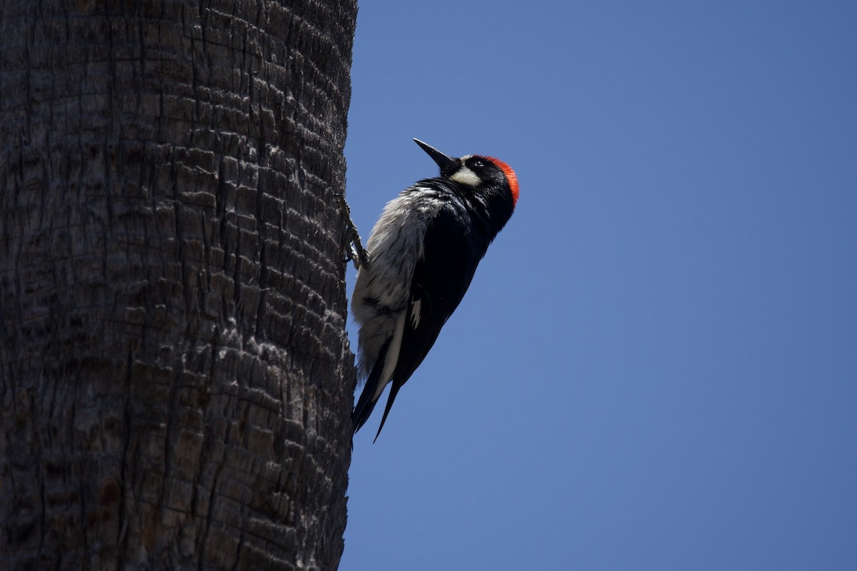 Acorn Woodpecker - ML621032854