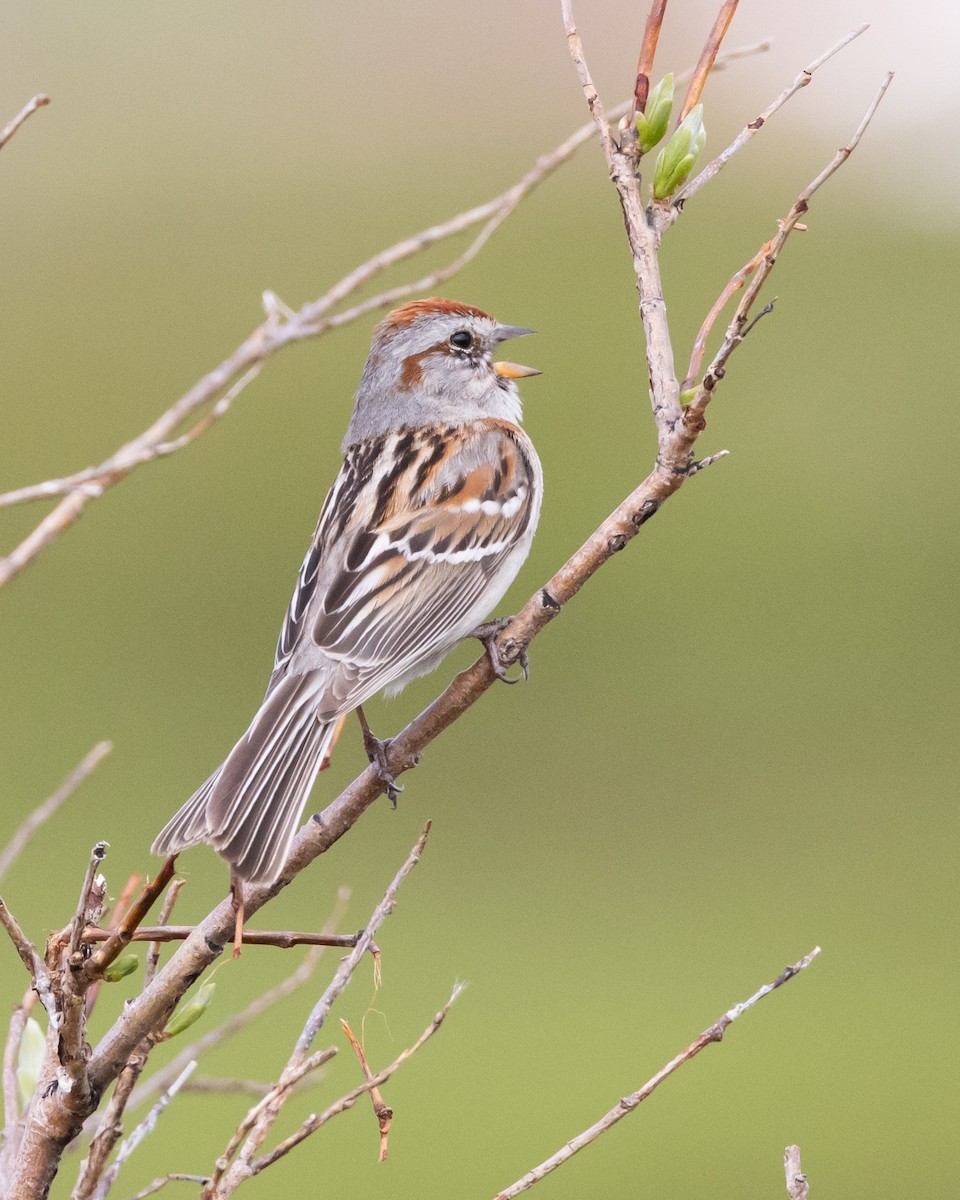 American Tree Sparrow - ML621032870