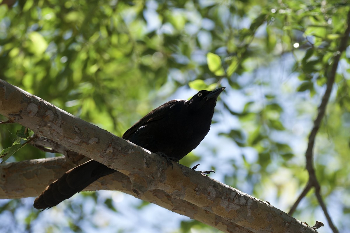 Great-tailed Grackle - ML621032872
