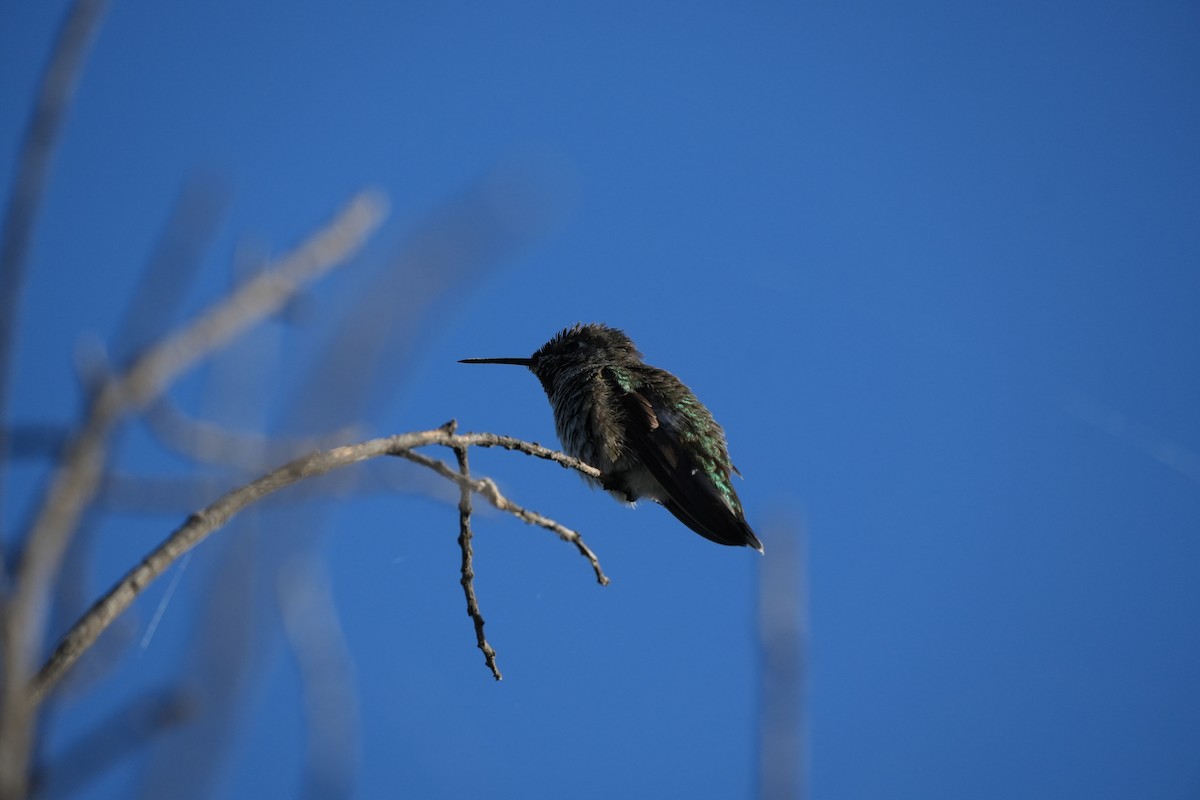 Anna's Hummingbird - ML621032894