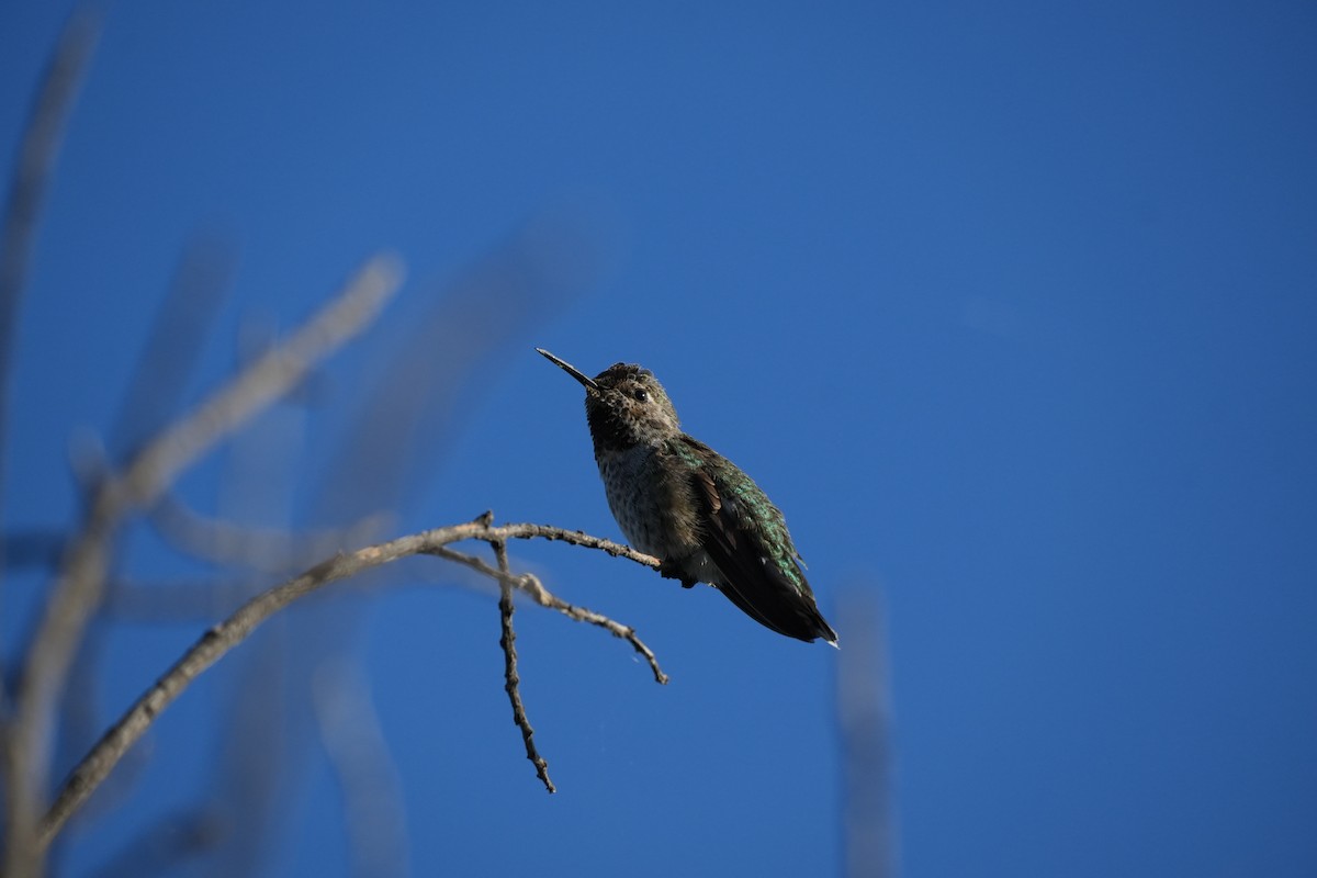 Anna's Hummingbird - ML621032895