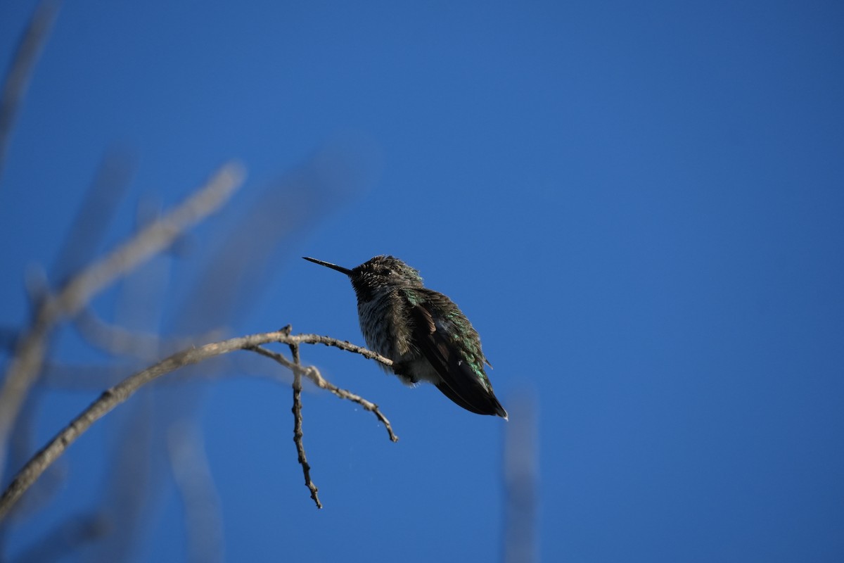 Anna's Hummingbird - ML621032896