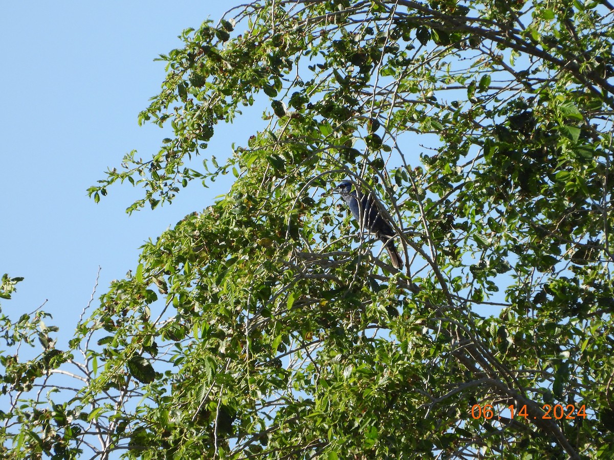 Blue Grosbeak - ML621032922