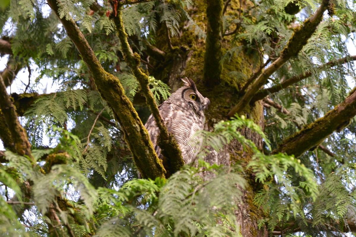 Great Horned Owl - ML621032936