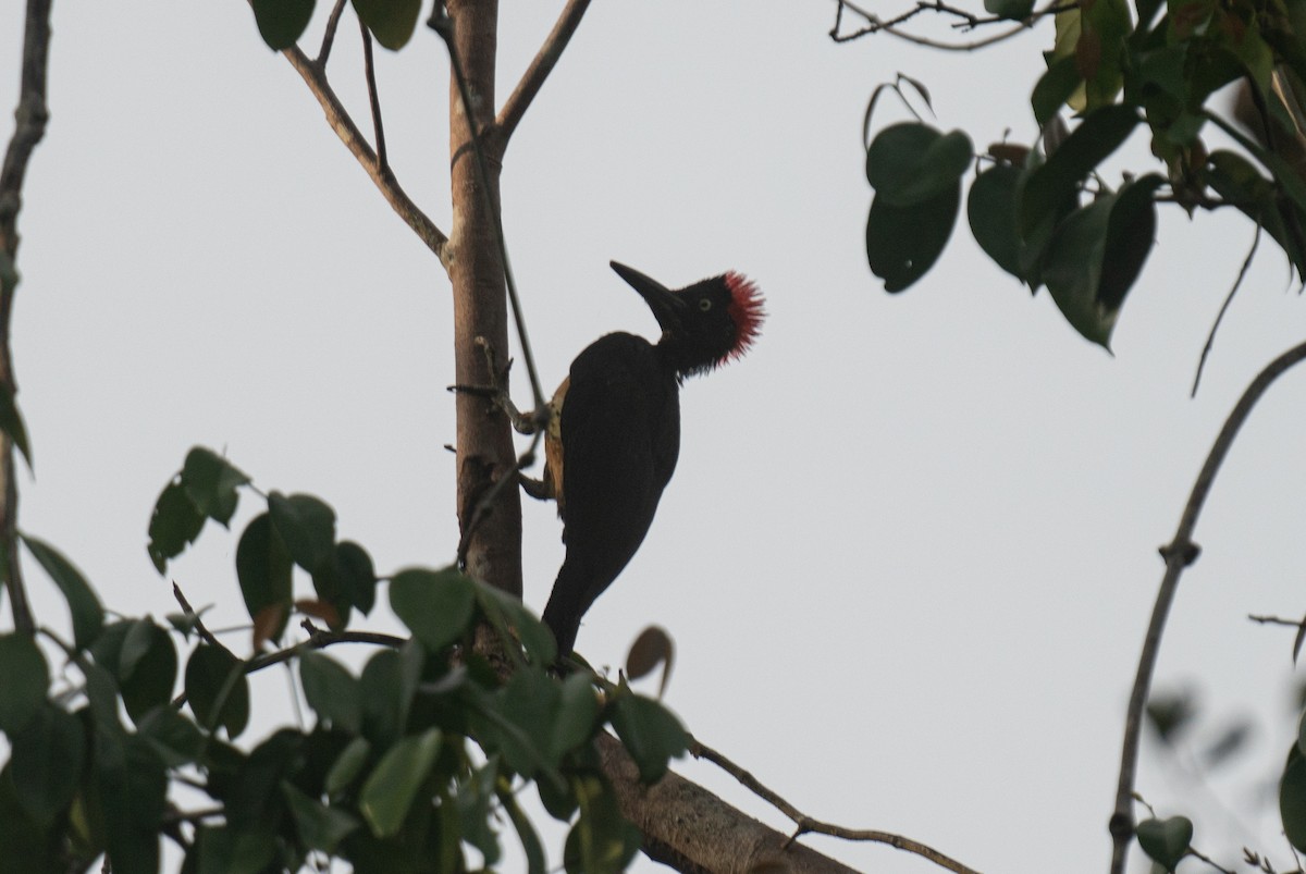 White-bellied Woodpecker - ML621032951