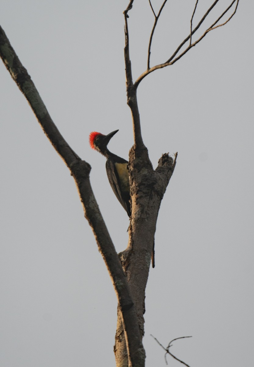 White-bellied Woodpecker - ML621032954