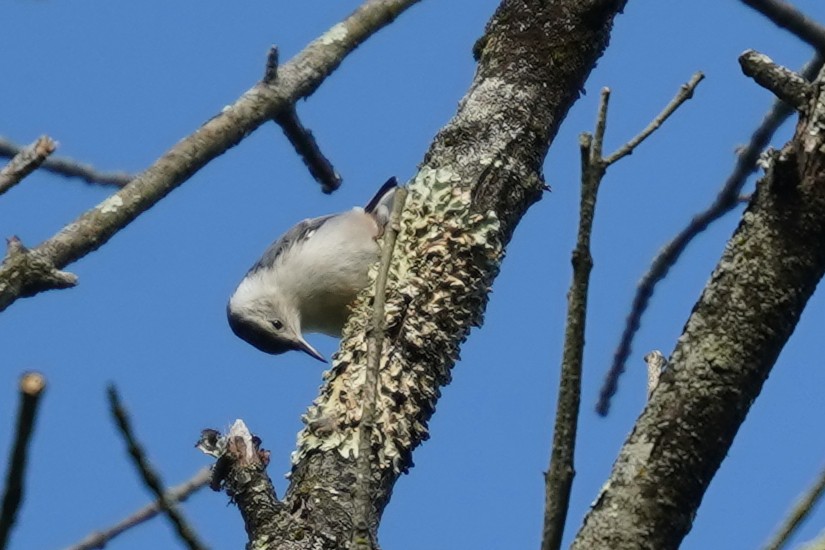 White-breasted Nuthatch - ML621032984