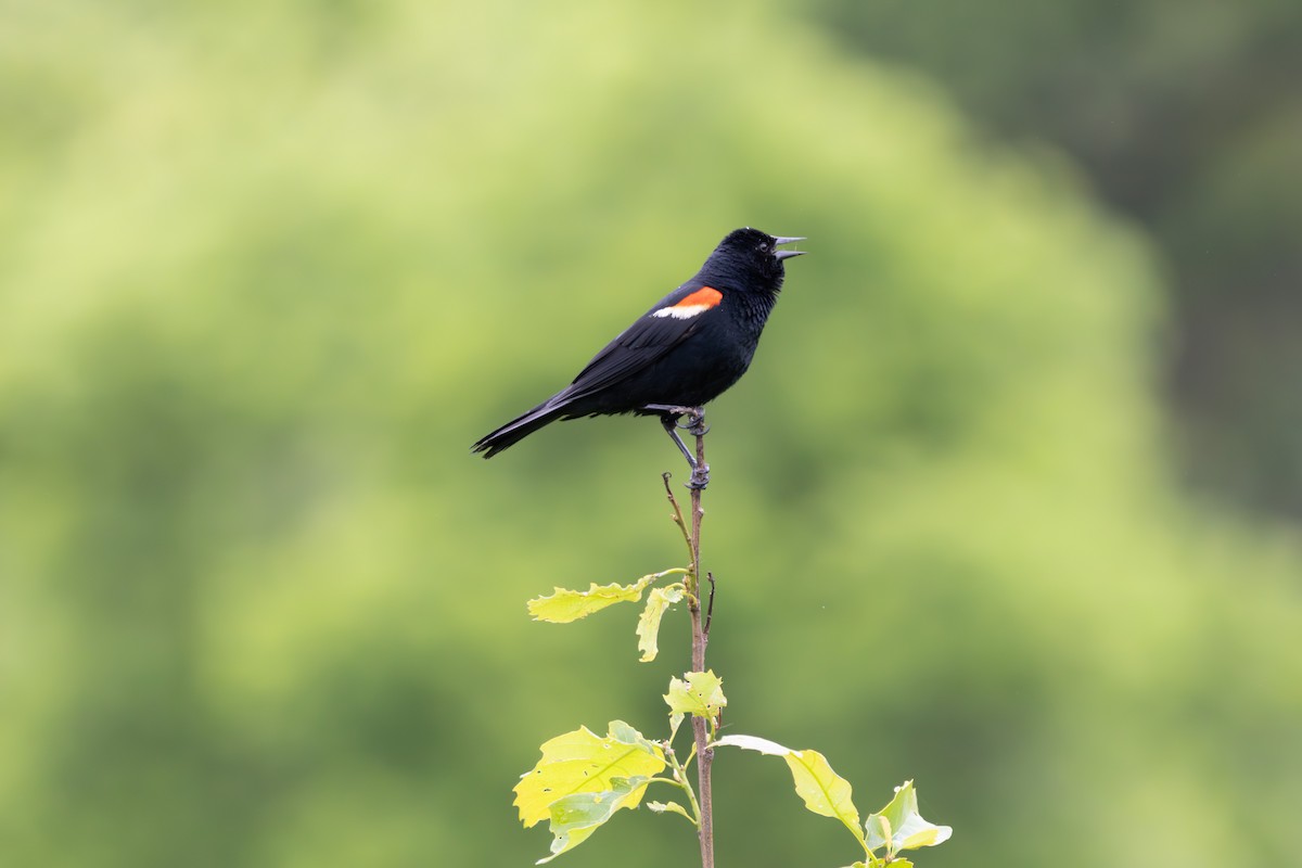 Red-winged Blackbird - Rohan Prinja