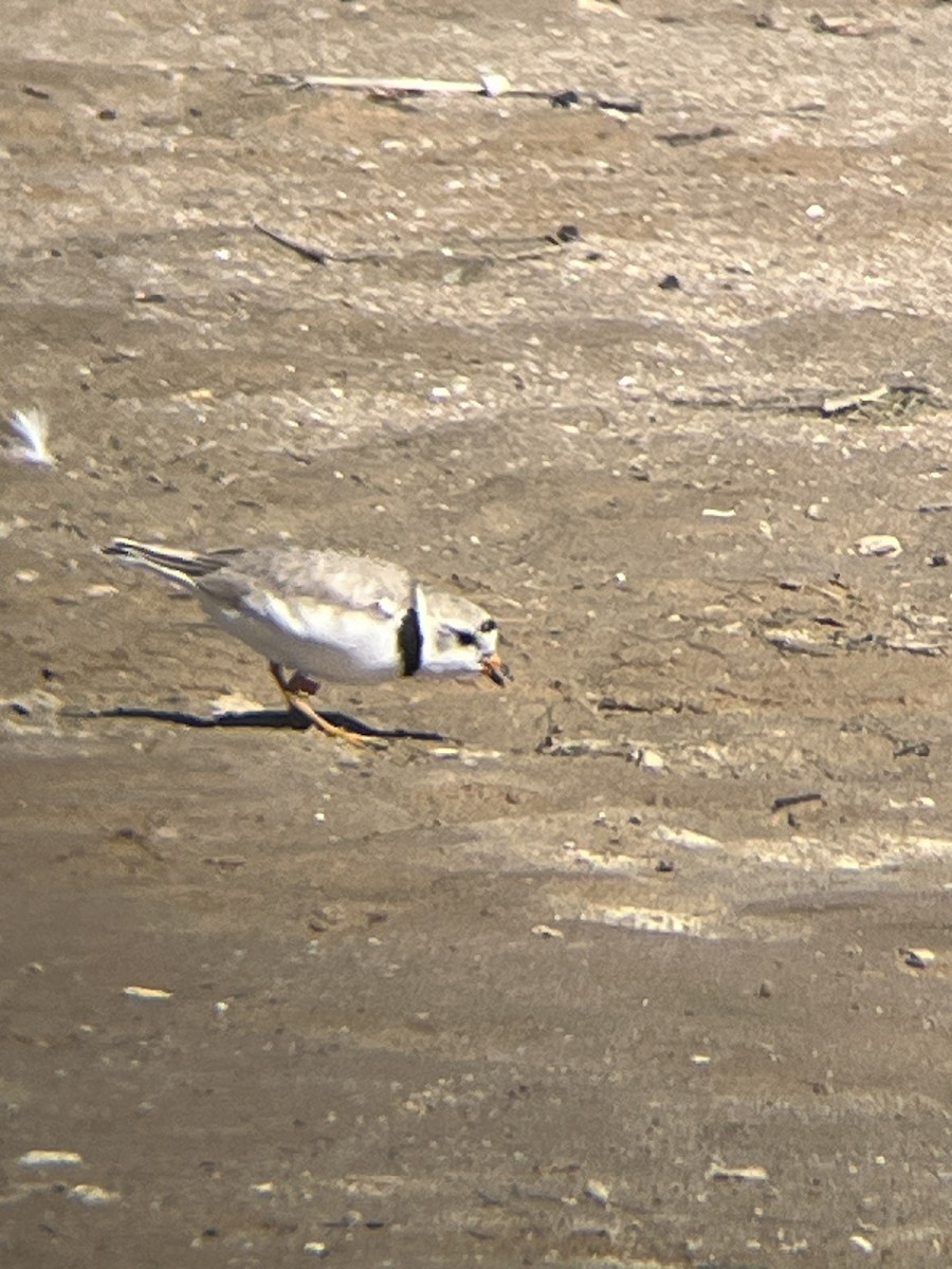Piping Plover - ML621033050