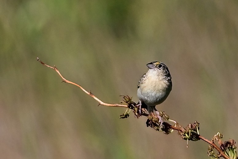 Grasshopper Sparrow - ML621033051